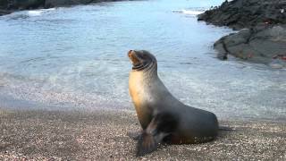 Sonido de Foca  Sonidos de Animales para Niños [upl. by Max702]