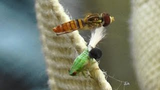 Planthopper Nymph with an extruding wasp larva Dryinid and a hover fly Toxomerus politus [upl. by Komsa]