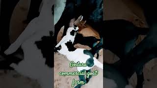 beetalgoatfarming bittal goathusbandry goatfarming goatbusiness animals video viralvideo [upl. by Aivax16]