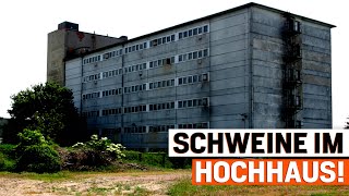 Das letzte Schweinehochhaus in Europa [upl. by Niram415]