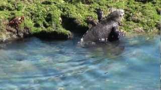 Galapagos  Marine Iguanas Feeding [upl. by Otrevire]