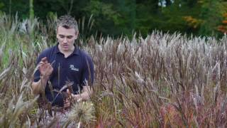 Miscanthus sinensis Red Chief  why its our favourite [upl. by Wolsniw946]