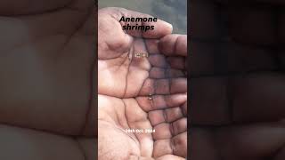 Anemone shrimps 20th Oct 2024 marine park JamnagarGujarat guide 8200420297 [upl. by Chavaree]