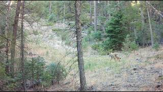 Coyote by Power Lines [upl. by Gorski]