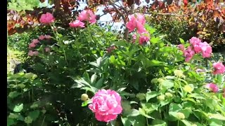 Cutting Peonies for Vintage Inspired Arrangements [upl. by Poyssick399]