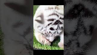 Baby white tiger4 [upl. by Perrin]