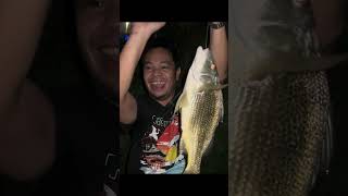 Biggest Nagroor Bakoko fish caught in 4k fishing dubai over40 [upl. by Sucitivel]