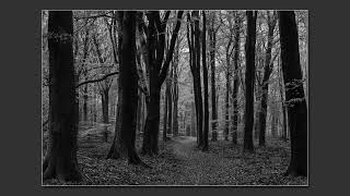 Hoge Veluwe forest in Netherlands [upl. by Akilat]