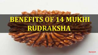 BENEFITS OF 14 MUKHI RUDRAKSHA [upl. by Bronnie]