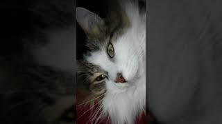 So sleepy Molly cat shorts shortsfeed shortvideo meow [upl. by Kellda264]