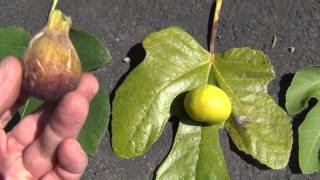 How to identify fig varieties [upl. by Soilisav]