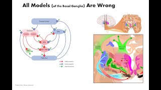 Grossbergian Neuroscience 10 Basal Ganglia Loops [upl. by Toms]