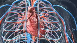 Human anatomy। Anatomical structure of male। Mr Angry। 3D animation। [upl. by Alahc]