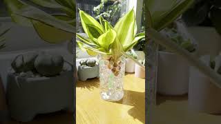 Demure plant repotting houseplants plants hydroponics indoorplants repotting [upl. by Gerg]