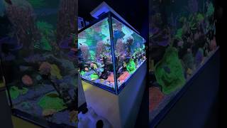 Breathtaking REEFER Peninsula S950 G2 powered by the Reef Care Program [upl. by Aytida]