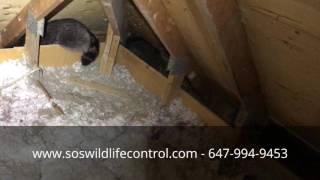 Raccoons in Attic [upl. by Arodoeht]