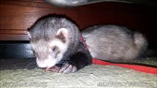 Ferret post workout snack [upl. by Bastien]