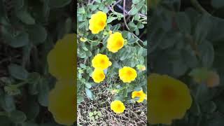 Portulaca oleracea yellow 9 o’clock flower plants garden new shortsviral subscribe views [upl. by Nairot]