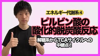 【エネルギー代謝系④酸化的脱炭酸反応】テストに出る部分は決まっている！解糖系からTCAサイクルに向かうための中継点であるピルビン酸の酸化的脱炭酸反応をわかりやすく簡単解説！ [upl. by Riki574]