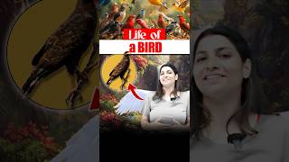 Life of a bird 🕊️neetbiology neet2025 riturattewal bird lifeofbird [upl. by Natsirhc672]