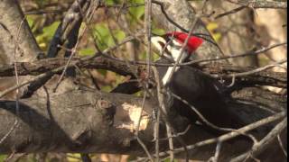 Pileated Woodpecker Call [upl. by Prager407]