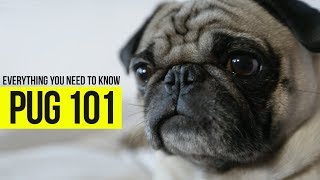 What you need to know about Pugs Check out this video and see [upl. by Ellis]