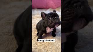 Adorable Frenchie Puppys First Squeaky Barks [upl. by Moody]