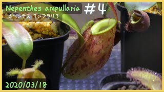 食虫植物栽培日記 Nepenthes ampullaria＃4《ネペンテス》 [upl. by Zetnwahs642]