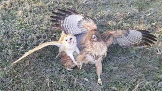 Owl attacked by hawk [upl. by Odlonra554]