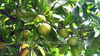 Dillenia indica or Elephant apple  Chalta tree [upl. by Debra]