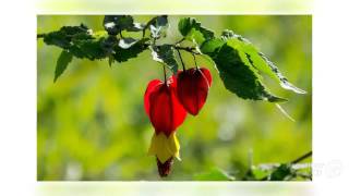 Abutilon  garden plants [upl. by Rehpinnej]