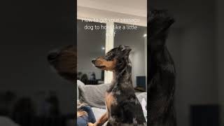 Dachshund howling like a little wolf dachshund [upl. by Timmi]