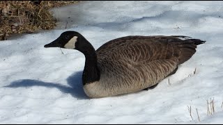 Bernache du Canada  Canada Goose [upl. by Borer]