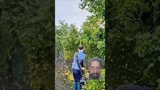 Watch This It Is So Cool Harvest Ziziphus jujuba Mill Fruit酸枣 fruitsatisfying [upl. by Semadar]