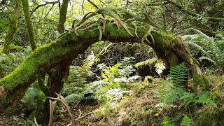 Dartmoor Concert from the Beltane Fireside [upl. by Innaig]