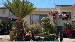 Cutting Sago Palm Trees 🌴 Landscape Cleanup gardener shorts trees [upl. by Thane]