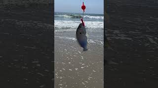 Small bites are still good bites brigantine surfcasting fishing jeep fishingdaily [upl. by Ennobe]