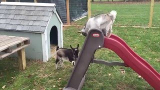 Goats Playing on Slide [upl. by Enimrac]