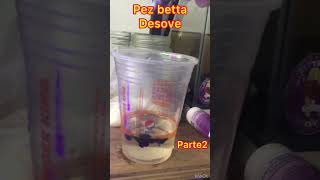 tutorial Salvando desove de pez betta GIGANTE ⚠️ [upl. by Nowaj]