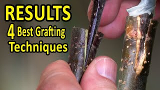 The 4 BEST Grafting Techniques using DORMANT SCIONS  RESULTS after 35 days [upl. by Eznyl]