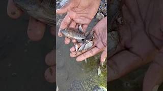 Small fishing shorts viral [upl. by Hsirt]