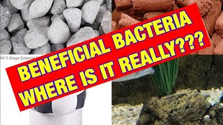 Beneficial BacteriaWHERE IS IT REALLY [upl. by Marutani]