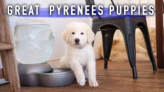 Great Pyrenees Puppies  10 Weeks Old  Livestock Guardian Dogs [upl. by Ynez]