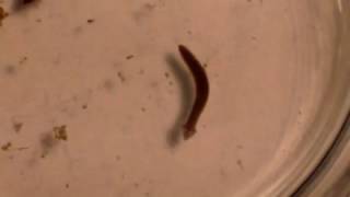 Planaria  Mr Pauller [upl. by Katha]