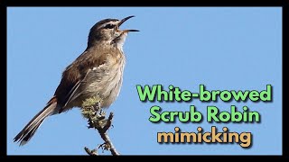 WHITEBROWED SCRUB ROBIN mimicking 2 different bird calls [upl. by Nihcas69]