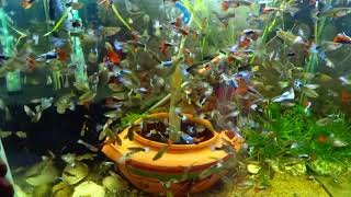 How To Make FishTank Full Of Guppies [upl. by Kenton14]