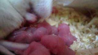 mouse birth [upl. by Guenna]