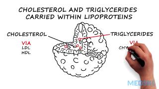 Atherosclerosis Pathogenesis LDL Oxidation Macrophage Scavenger Receptors Foam Cells amp Plaques [upl. by Ytissahc315]