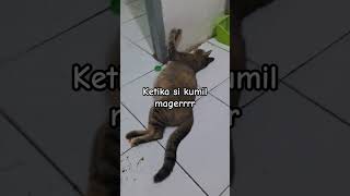 ketika si kumil kucing hamil lagi mager [upl. by Nylrem]