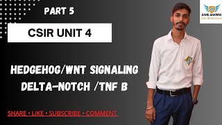 Hedgehog signalingwnt signaling canonical or non canonicaldelta notch signalingTNF beta signaling [upl. by Sivat234]